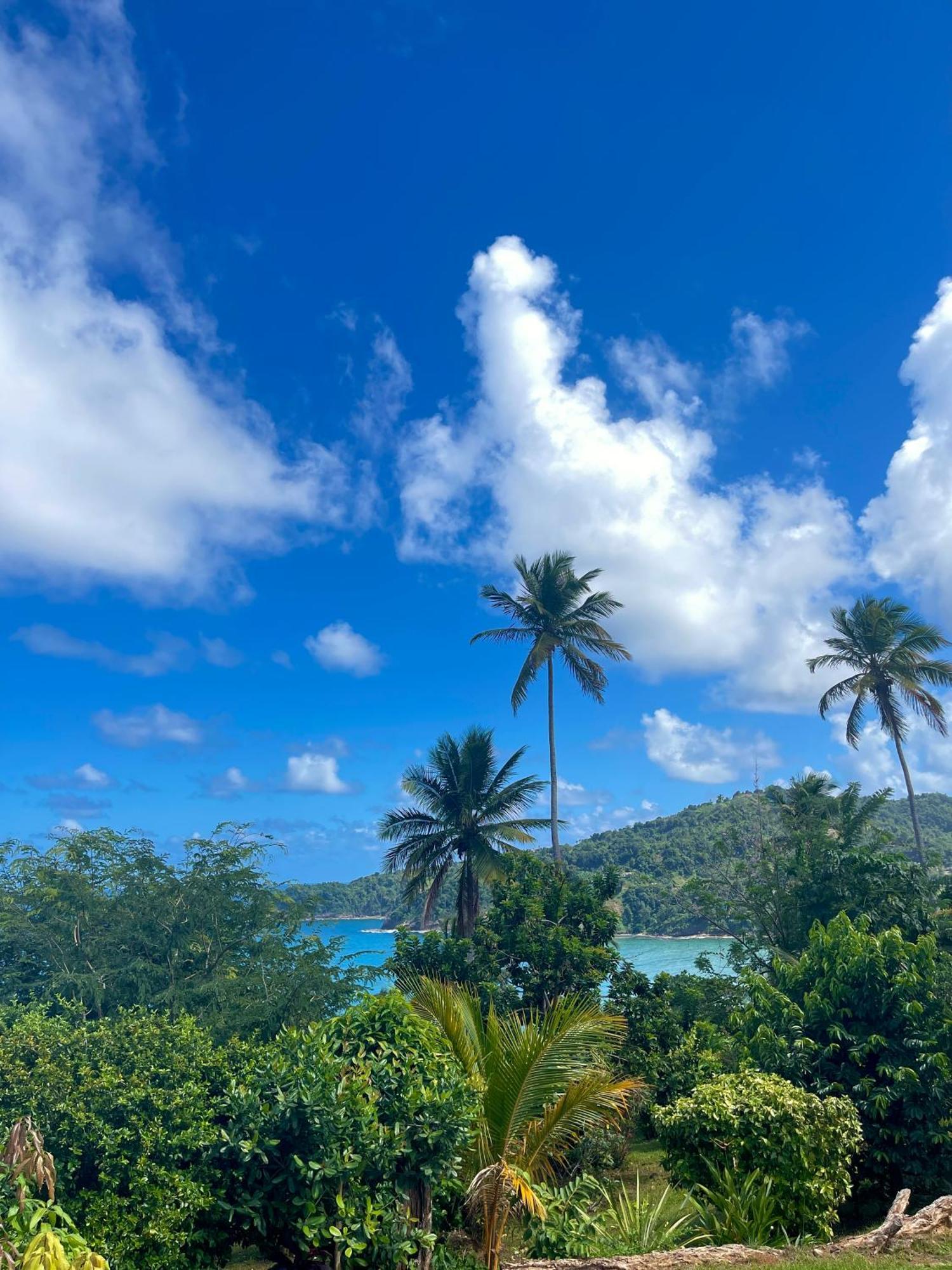 Happy Nest Dominica Hotel Marigot Exterior photo